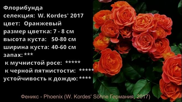 Как распускается роза Феникс - Phoenix (W. Kordes' Söhne Германия, 2017) смотреть онлайн