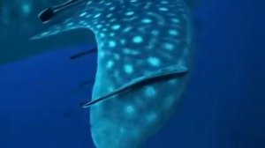 Китовая акула жесть.