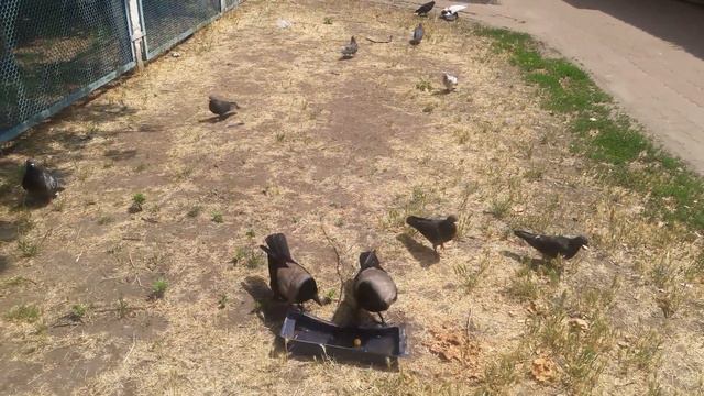 Пара ,Яша с Изабеллой,не могут решить,где должна стоять поилка😄😅😀 смотреть онлайн