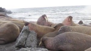 Моржи укладываются спать