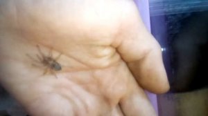 Содержание, уход за пауком птицеедом Лошадиный паук " Lasiodora Parahibana"