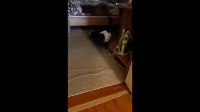 Funny Cat Video.Смешной кот. Приколы с котами.Pampers Cat. My FUNNY CAT 