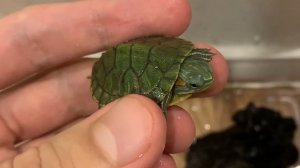 КУПИЛ МАЛЕНЬКУЮ ЧЕРЕПАШКУ