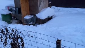 Ещё недостаток открытого вольера для содержания кроликов. Содержание кроликов. Дачная Жизнь ТВ.