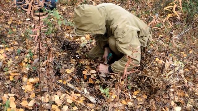 Поход в лес - поздняя осень 2015 г. Марьин корень - заготовка. смотреть онлайн