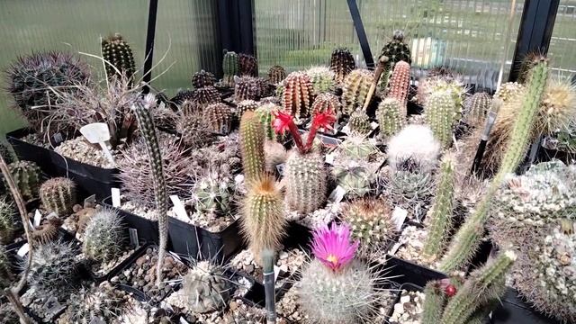 Кактусы,мои агавы.Удобряю коллекцию..Домашний влог. смотреть онлайн