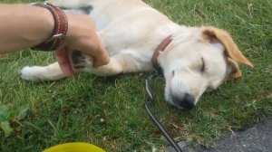 Поющие собаки