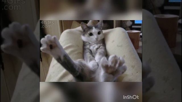 Прикольные GIF с котами 🐈 смотреть онлайн