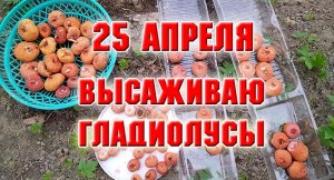 25 апреля. Что я сделала с гладиолусами перед посадкой?
