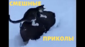 Подборка коротких приколов