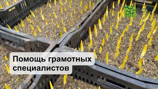 Луковицы тюльпана, гиацинта, крокуса из Европы смотреть онлайн