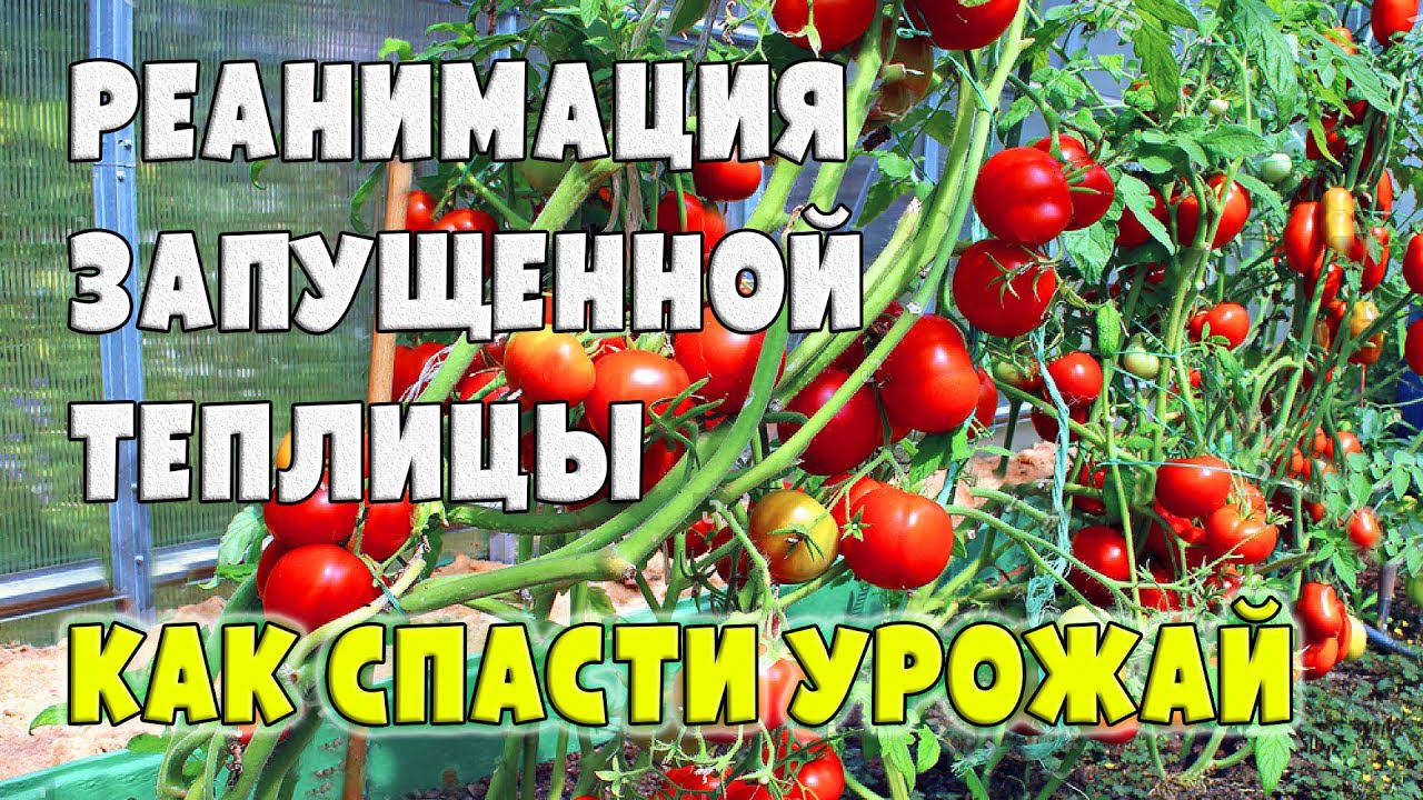 РЕАНИМАЦИЯ ЗАПУЩЕННОЙ ТЕПЛИЦЫ - Как спасти урожай