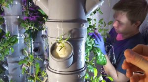 Шпинат дома. Первый урожай. Вертикальная аэропоника АЭРО-ФЛОРА. Читайте описание