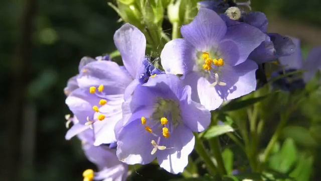 «Синюха или полемониум» РЕЛАКС АРТ-ТЕРАПИЯ improvisation piano Victor Mikhailovich Anokhin смотреть онлайн