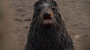 Невероятное путешествие "Краеведов" на остров Тюлений, Сахалин