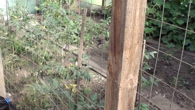 Подарок Другу. Индоутка с утятами. Гнездо индоутки. 19 июня 2017. смотреть онлайн