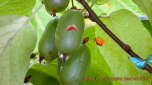 Актинидия коломикта Ароматная (actinidia kolomikta) ? обзор: как сажать, саженцы актинидии Ароматна