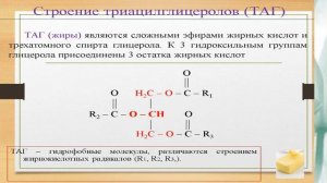 Биохимия урок 7 Обмен триацилглицеролов