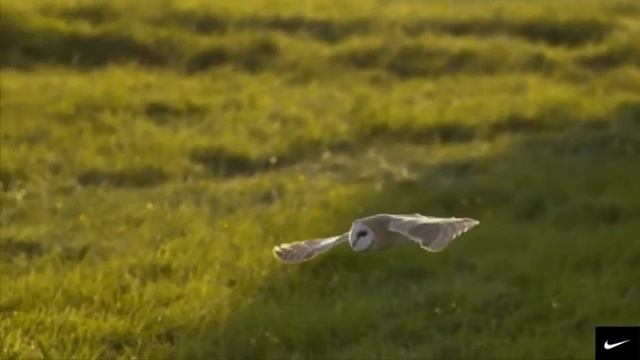 ПОТРЯСАЮЩАЯ  индейская Этническая Музыка и ВИДЕО ДЛЯ ДУШИ))#музыка души# смотреть онлайн