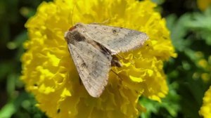 Прогулка по Нальчику с прекрасной музыкой