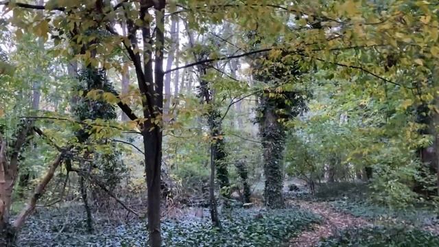 ВЛОГ/ЧЕМ УБИРАЮ КУХНЮ/СУП ЛАПША ПО НЕМЕЦКИ/ОСЕННИЙ ПАРК/ПОДХВАТИЛИ ВИРУС#жизньвгермании# смотреть онлайн