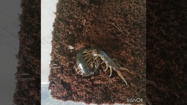 КОРМИМ СКОЛОПЕНДР! Scolopendras Feeding/Centipede