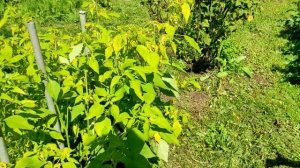 Огородик приносит свои плоды!!!Покажу огород как все растёт.