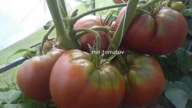 Самые урожайные сорта томатов Часть 1 смотреть онлайн