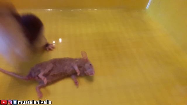 Травоядная ласка(Mustela nivalis) и 25 мышей/Graminivorous weasel(25 mice) смотреть онлайн