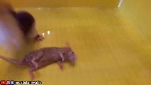 Травоядная ласка(Mustela nivalis) и 25 мышей/Graminivorous weasel(25 mice)