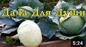 Срезать или выкручивать? Правила уборки КАПУСТЫ на зиму