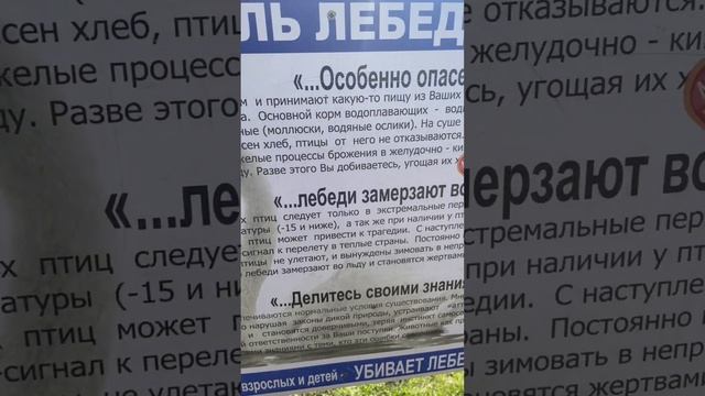 Кормить лебедей нельзя !Почему многие их кормят хлебом? смотреть онлайн