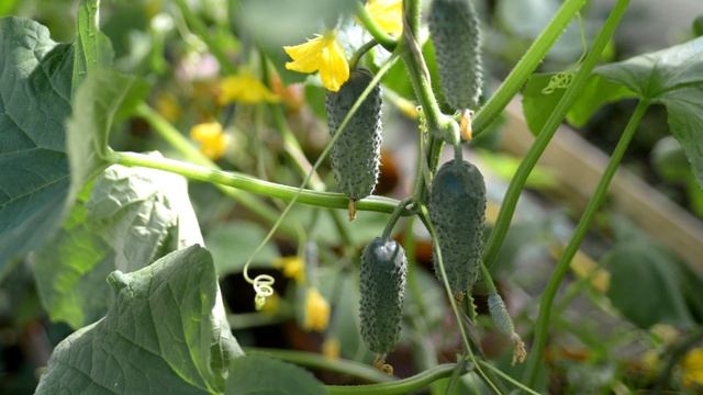 Огурцы плодоносят до самой зимы, полейте огурцы этим и собирайте огурцы вдоволь смотреть онлайн