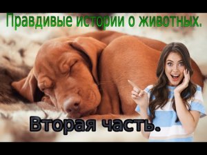 Интересные истории и факты про животных.