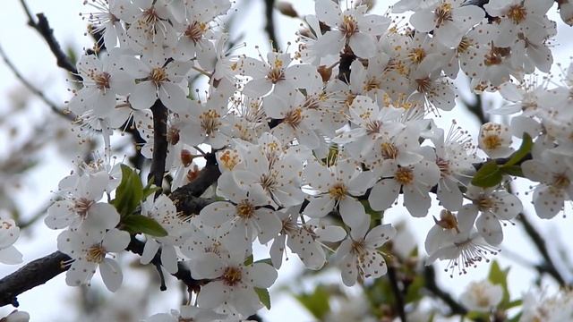 Цветущие деревья и цветы весной / Журчание воды