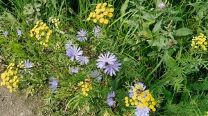 Пижма в Цикории или Цикорий в Пижме. Тысячелистник.