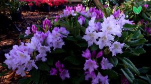 Рододендрон Похйолас Дотер, ориг Pohjola's Daughter Зеленый Сад