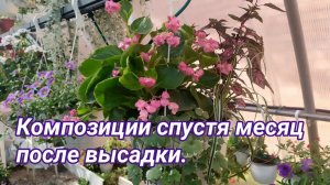 Композиции в кашпо спустя месяц после высадки.