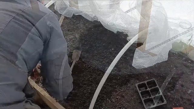 ?Капуста, лучший способ посева?Сею в парник на грядку)