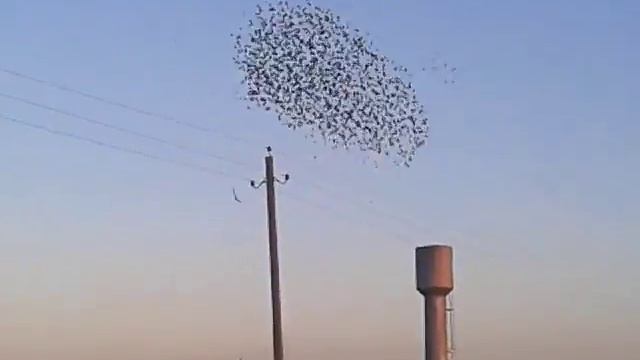 Стая скворцов