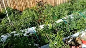 Виноград #Загадка_Шарова и #Башкирский_ранний после зимы.