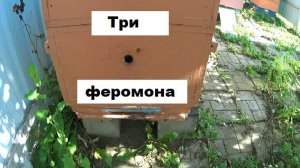 Три ферромона формируют зимнюю пчелу.