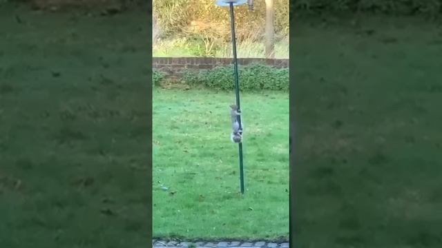 Белка и кормушка для птиц