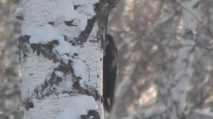 Птички Долгодеревенского. Желна́ или чёрный дя́тел