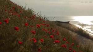 [10 часов] Звуки моря со спокойными волнами и легким ветром, дующим сквозь красные маки