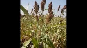 Зерновое сорго