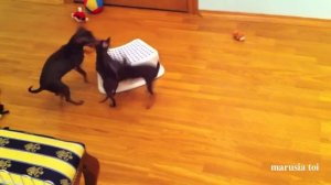 Игры и драки щенков  той терьера Маруси.