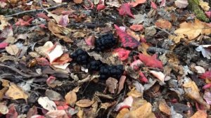 Поднял кабана с лежки . охота на кабана. охота с ягдтерьерами