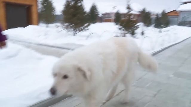 Мареммо-абруццкая овчарка: особенности породы и содержания смотреть онлайн