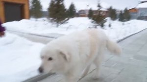 Мареммо-абруццкая овчарка: особенности породы и содержания